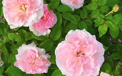 Beautiful Sunday – Roses