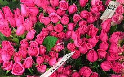 Valentine’s Day Blooms