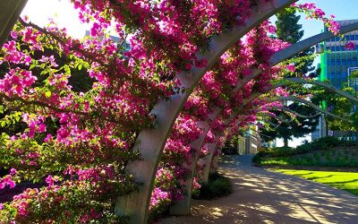The Grand Arbour