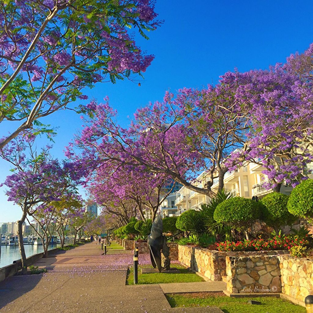 Jacaranda season in Brisbane