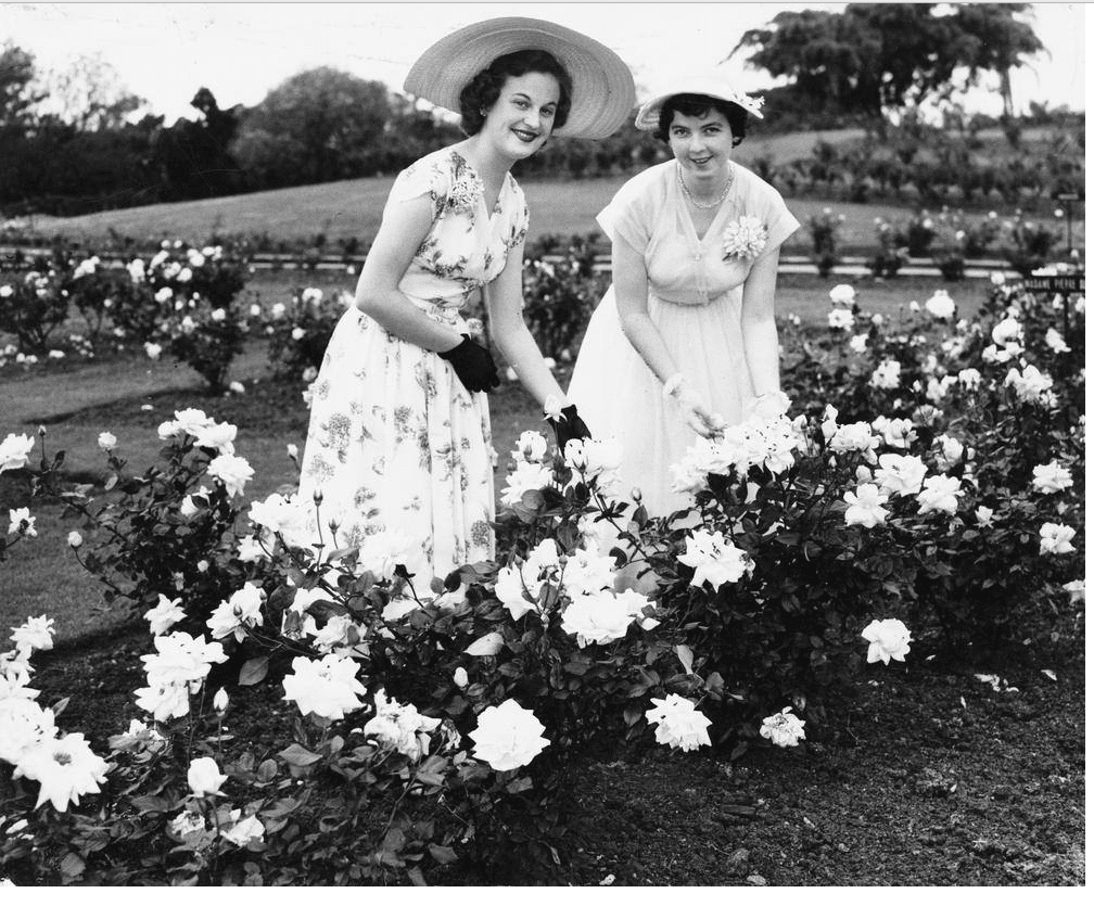 Miss P. Conrad and Miss C. McGuire in the rose garden at New Farm Park in 1954. Image credit - State Library of Queensland