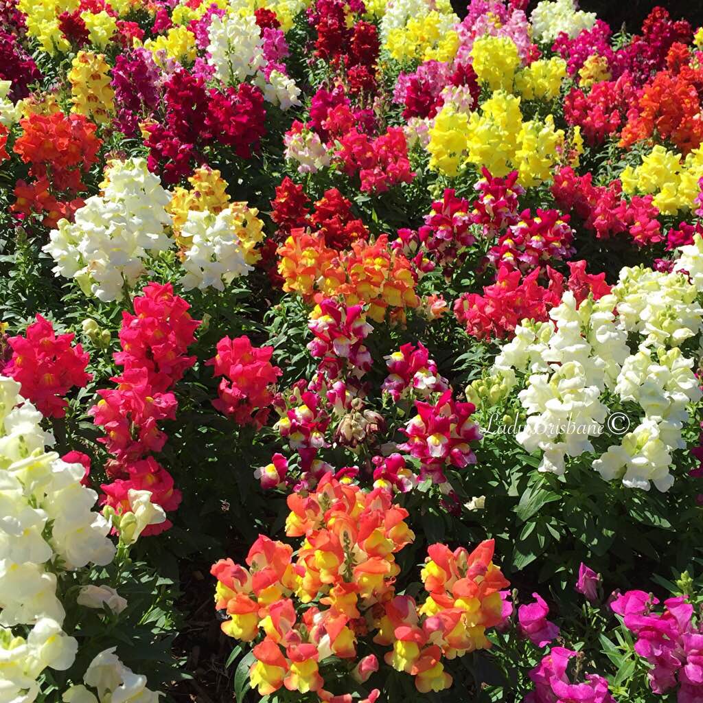 Stunning vibrant beds of Snapdragons