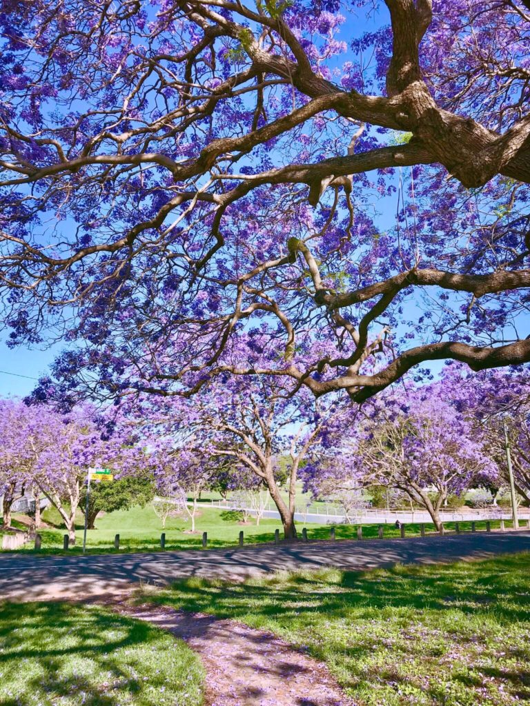 Jacaranda trees of Ipswich