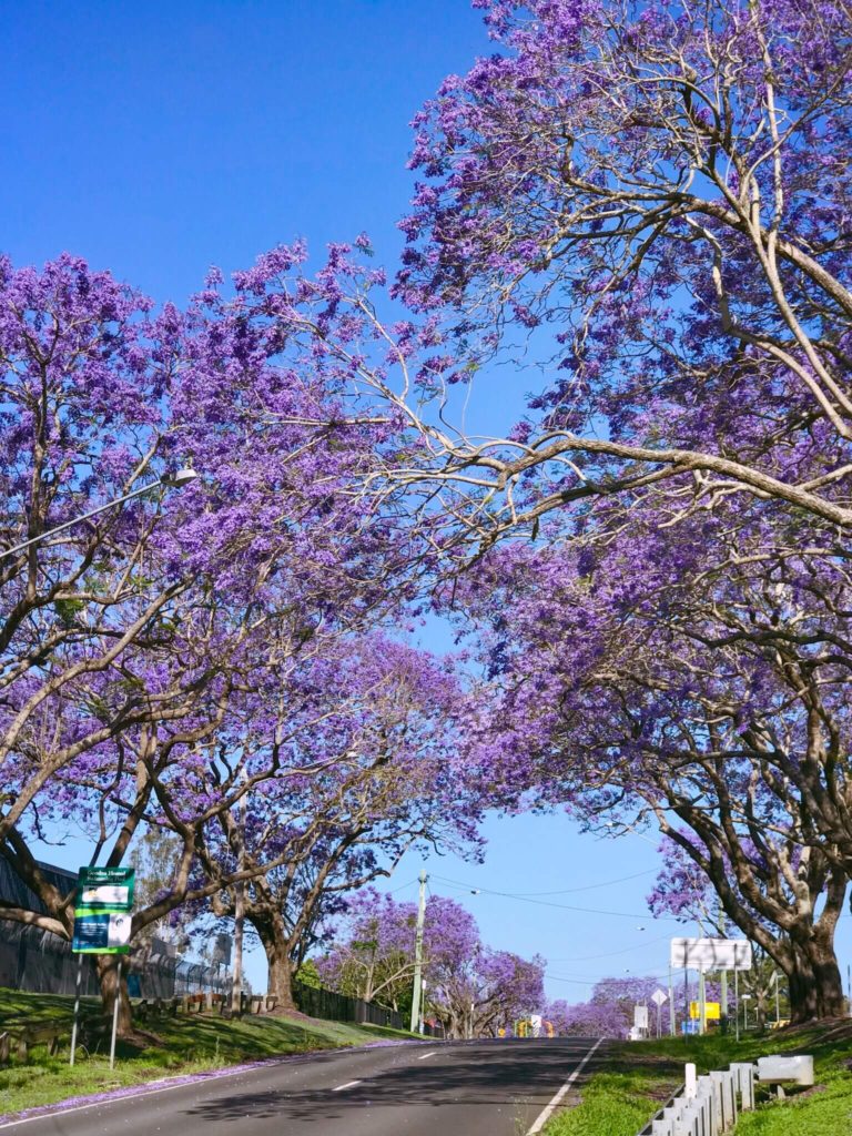 Ipswich Jacaranda trees