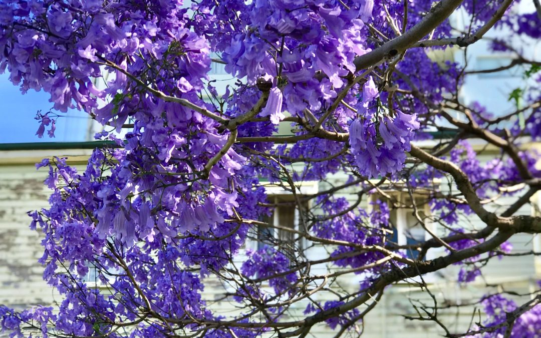 Where to find Jacaranda blooms in Ipswich