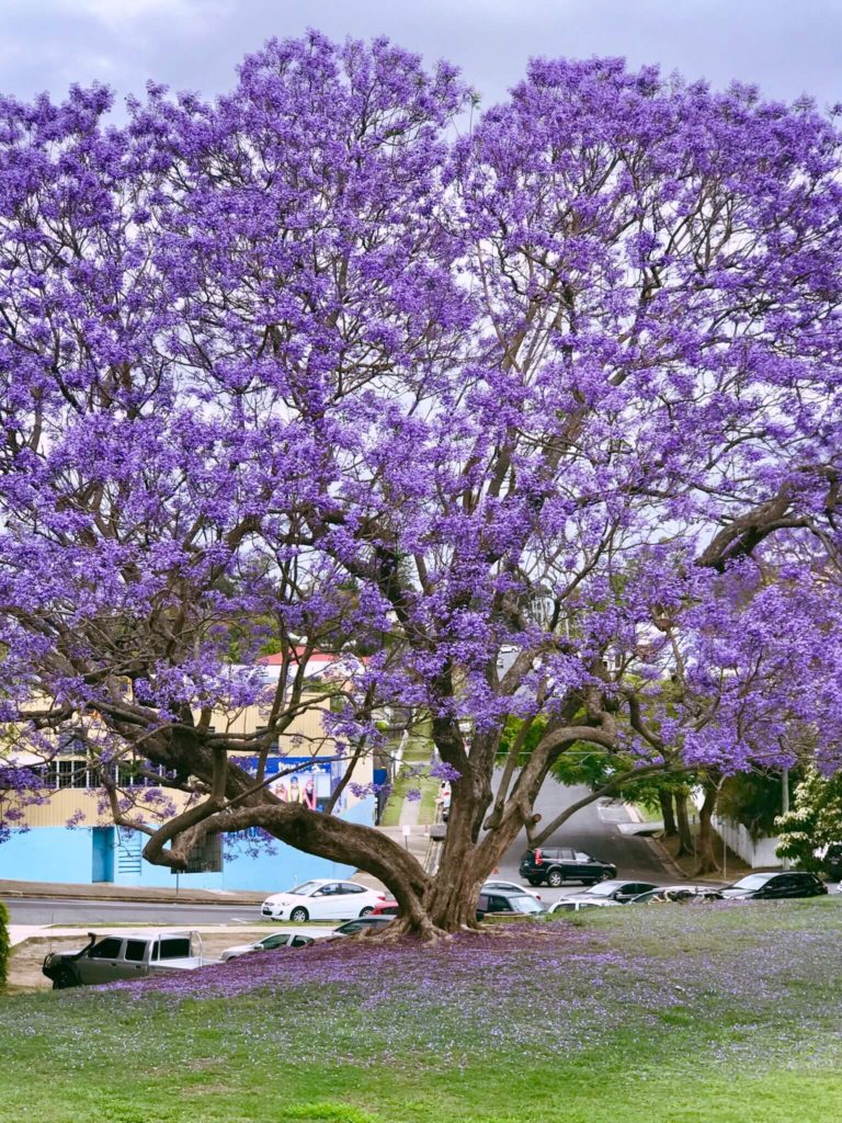 Best Ipswich locations to see Jacarandas