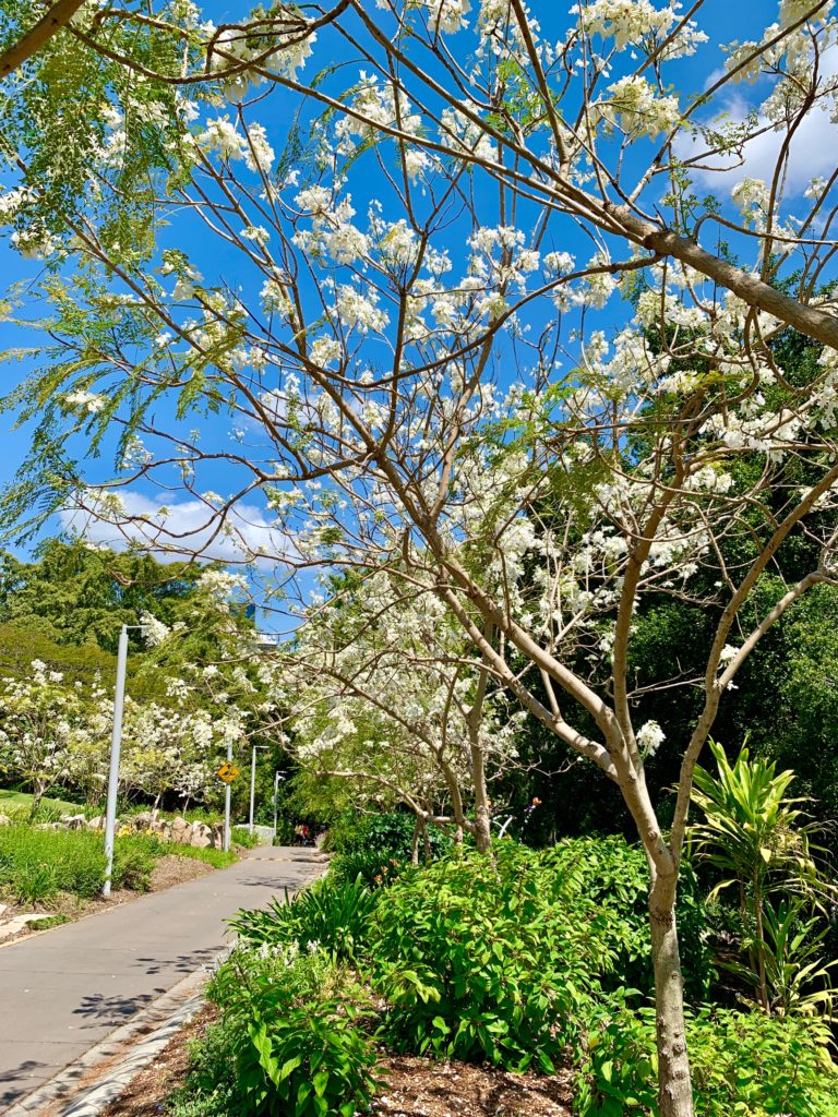 Where to see white jacarandas in Brisbane