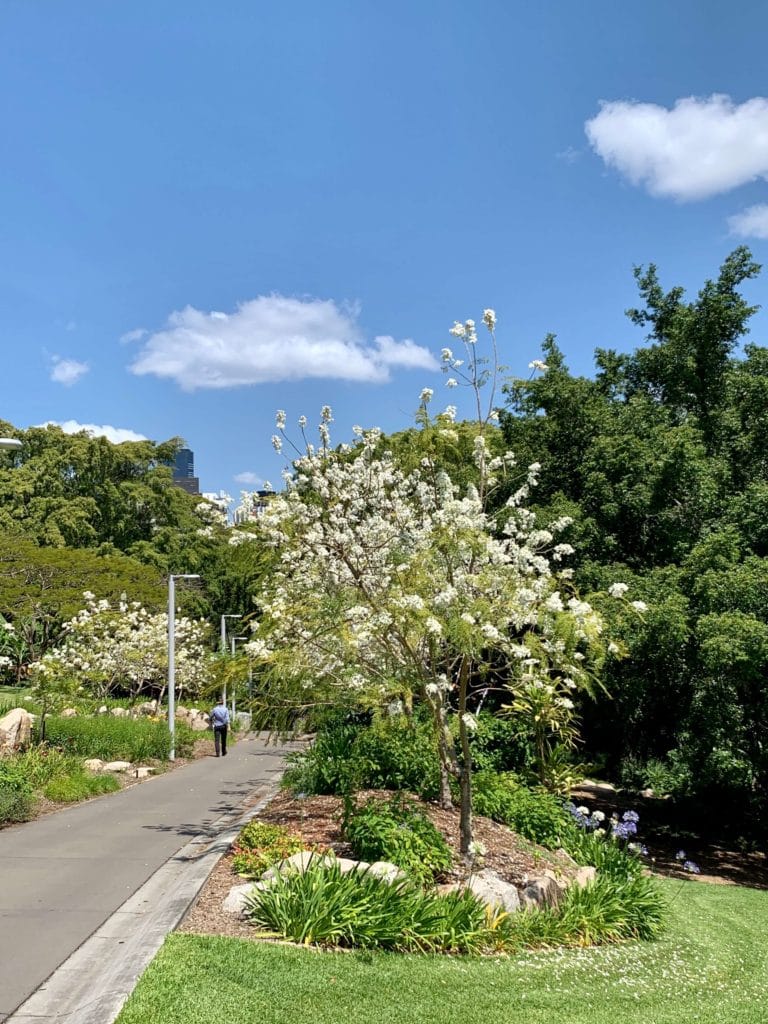 White Jacaranda Ave Brisbane