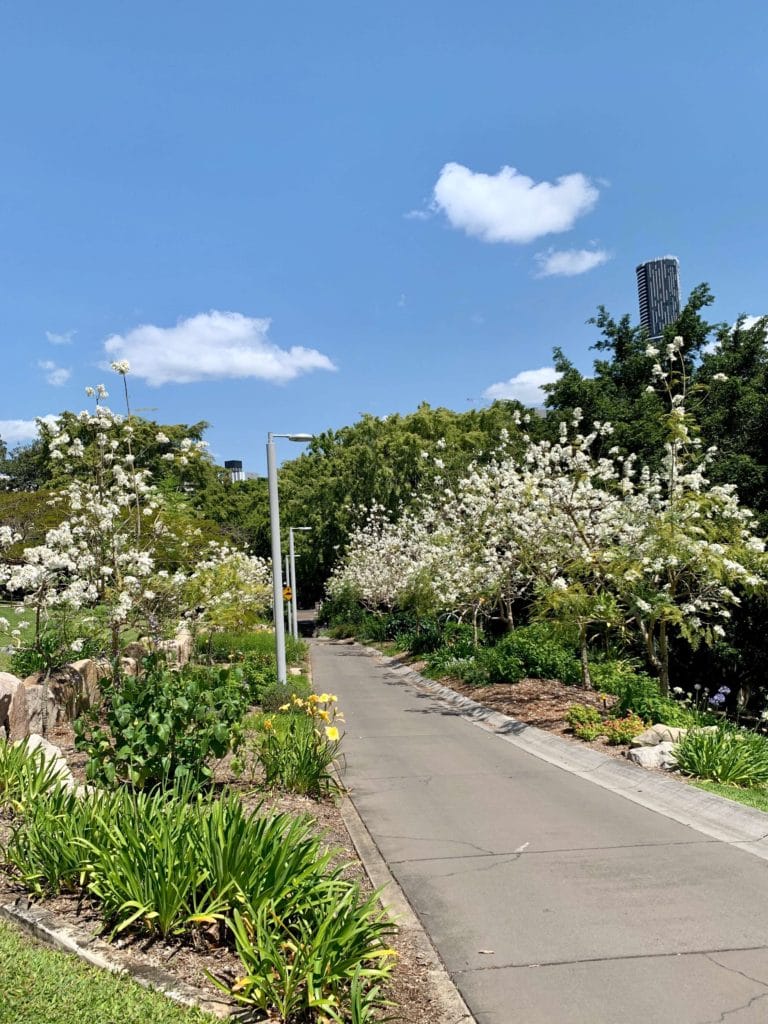 white jacaranda avenue Roma street parkland