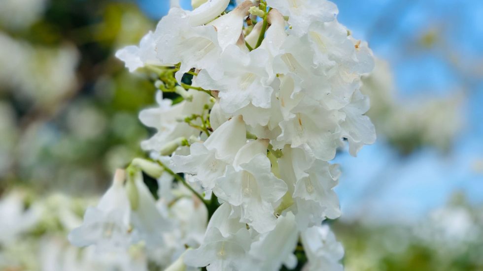 Where to see a magnificent white Jacaranda in Brisbane. | Lady Brisbane