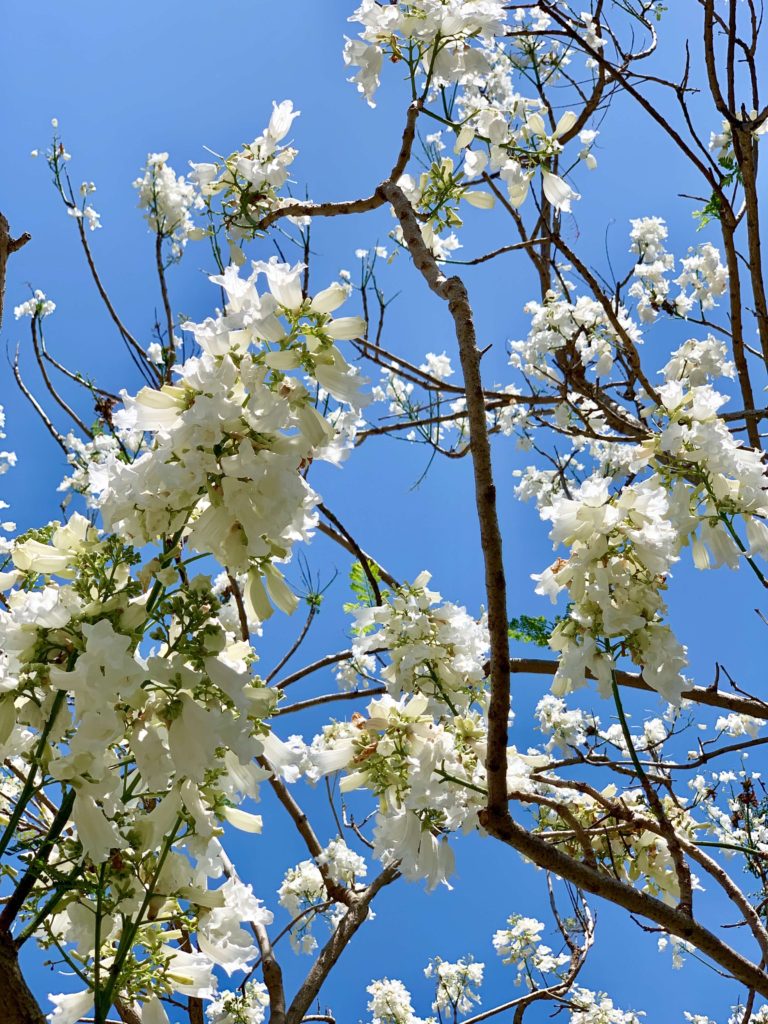 white jacaranda flowers on branch