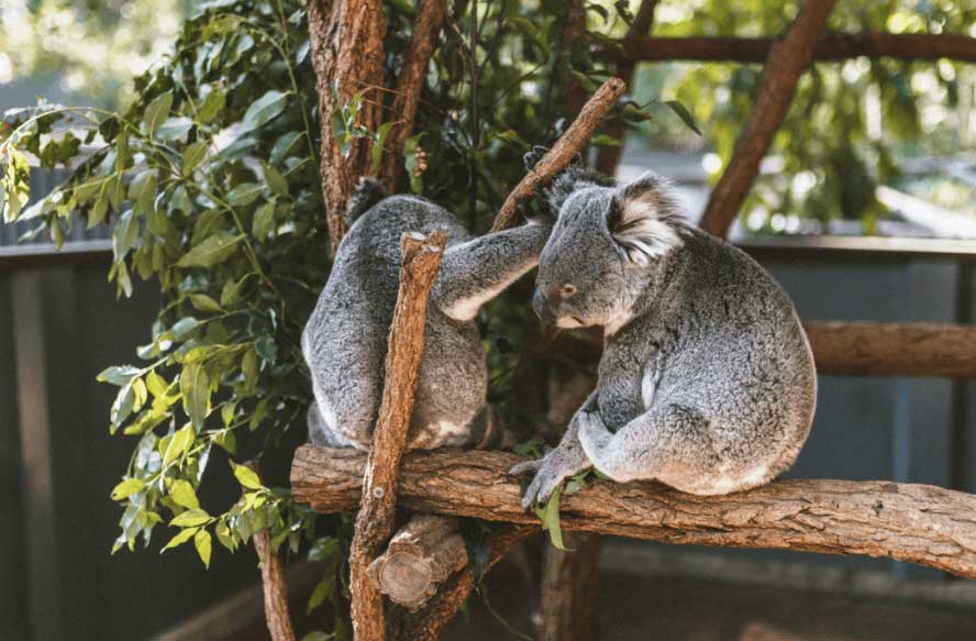 Lone Pine Koala Sanctuary Brisbane